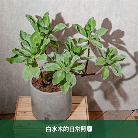 白水木 陽台|白水木養護指南：輕鬆種植白水木的技巧 